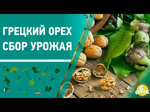 Грецкий орех. Сбор урожая. 6 соток 14.10.2019