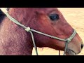 TRAINING A HORSE TO LEAD | CLEMINTINE IS A BEAUTY!