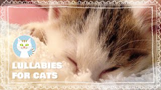 [Music for Cats] Gentle music box music to relax your cat. Kitten's gesture is also cute.