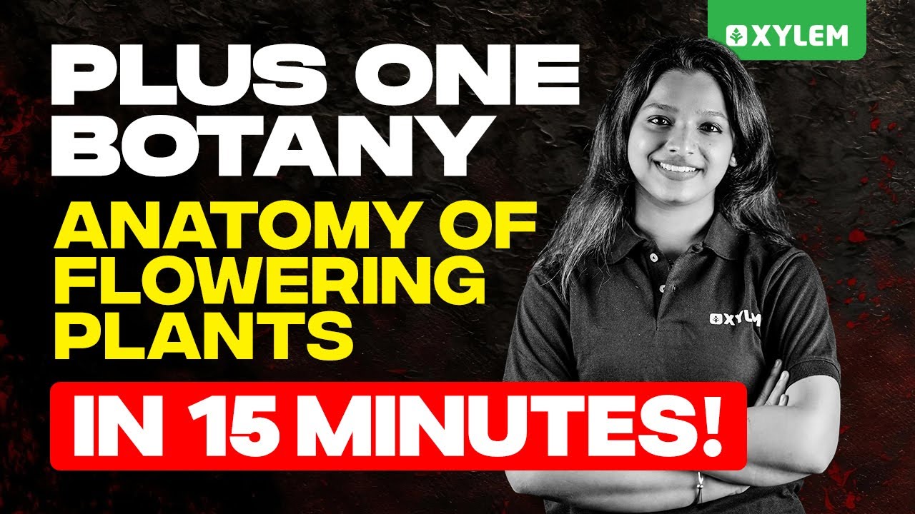 Plus One Botany - Anatomy of Flowering Plants in 15 Minutes. | Xylem Plus One