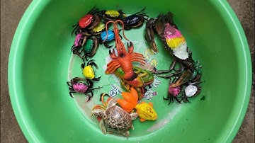Binbo TV tìm thấy con cua nhiều màu sắc ,con cá, con tôm, con rùa, con ba ba trên sân part 46