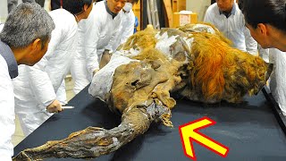 Famous Scientists Discovered Evidence That Exposes An Ancient Lie About Woolly Mammoths Net Worth