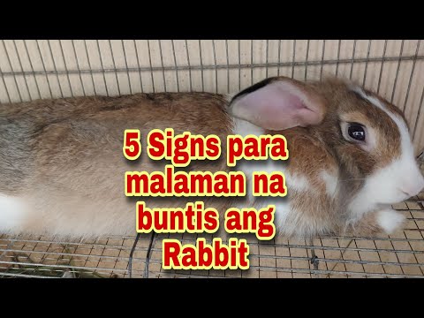 Paano Malalaman kung buntis ang ating rabbit | 5 Signs of Rabbit Pregnancy | Rabbit Tips