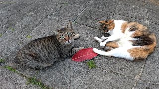 A friendly cat approached a stray cat and they slept together.