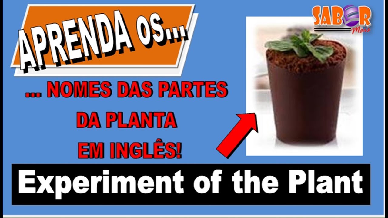 Um EXPERIMENTO DE UMA PLANTINHA, e os nomes das PARTES DA PLANTA EM ...