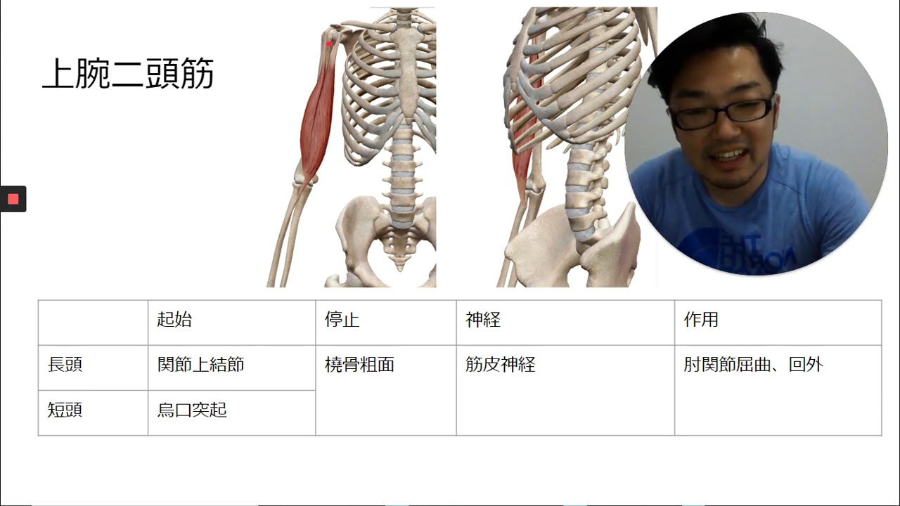 上腕二頭筋 解剖学 筋肉 Youtube 上腕二頭筋 解剖学 筋肉 Youtube