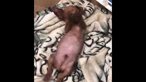 Cute And Funny Dogs Videos #61 #shorts