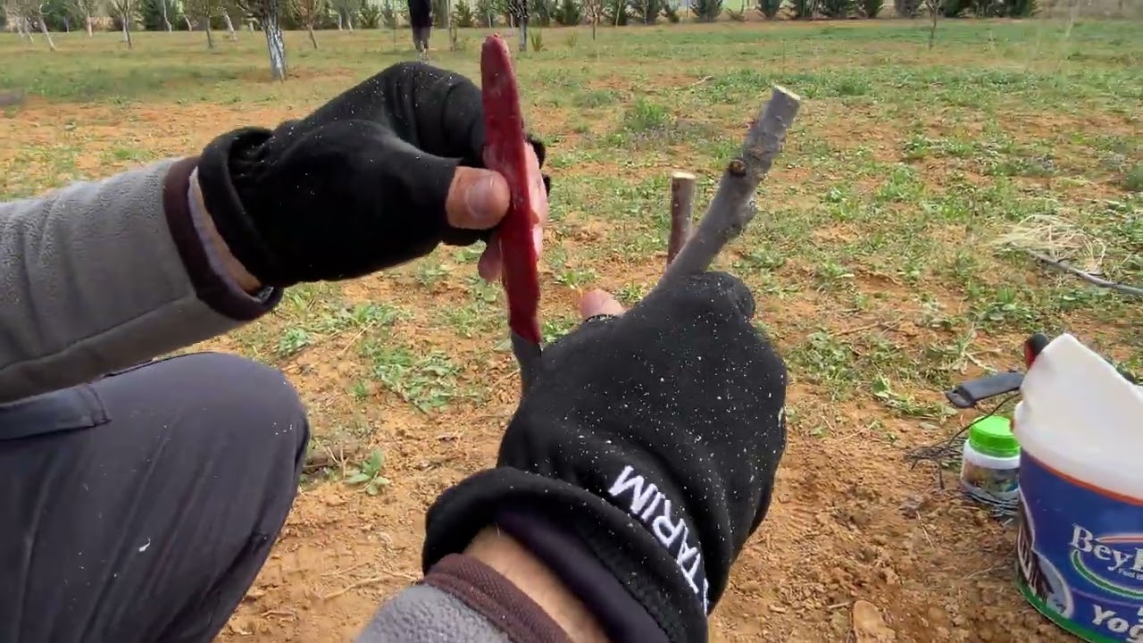İki Yıllık Sürgünden Tek Çizik Kiraz Aşısı