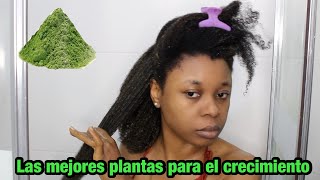 Crecimiento del cabello a base de plantas 🌱  || Henna, Bhringraj, Neem