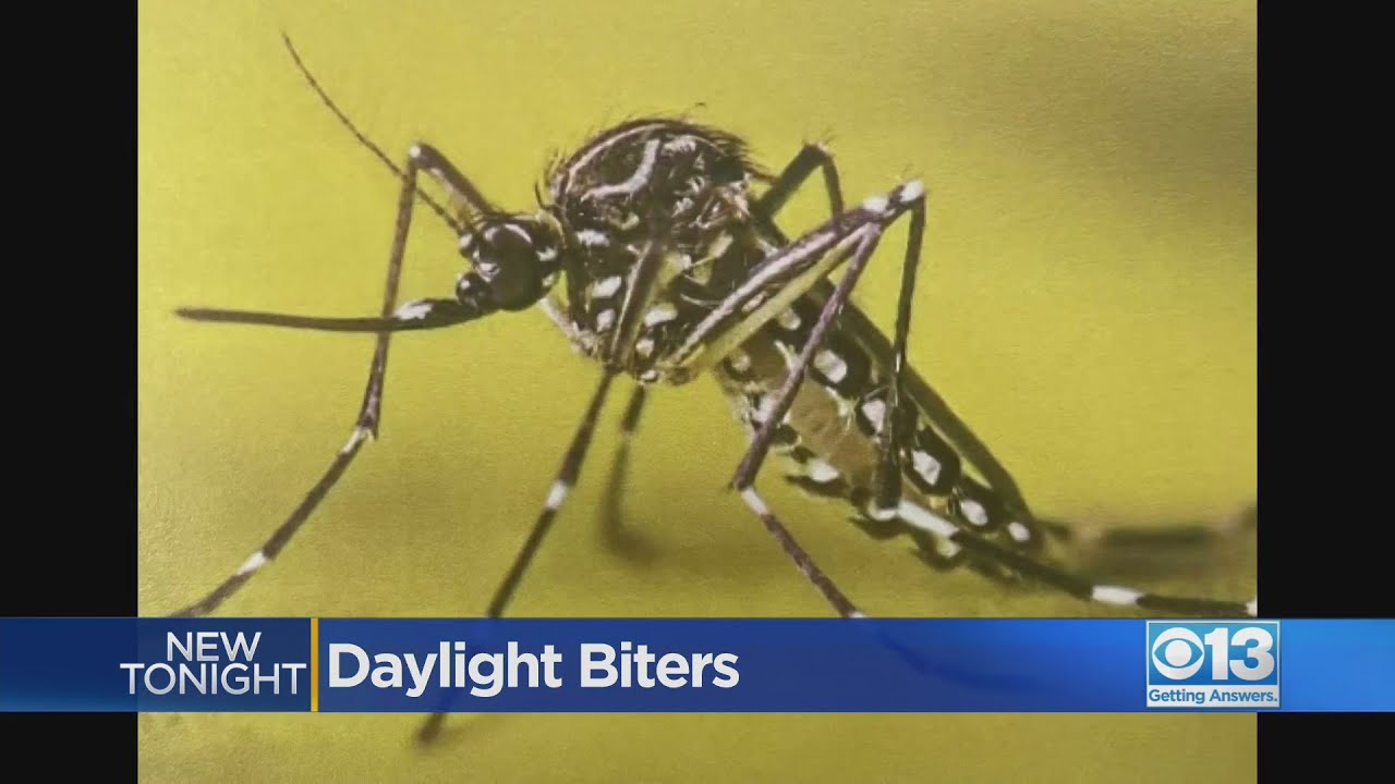 Invasive species of mosquito invades San Joaquin County - YouTube