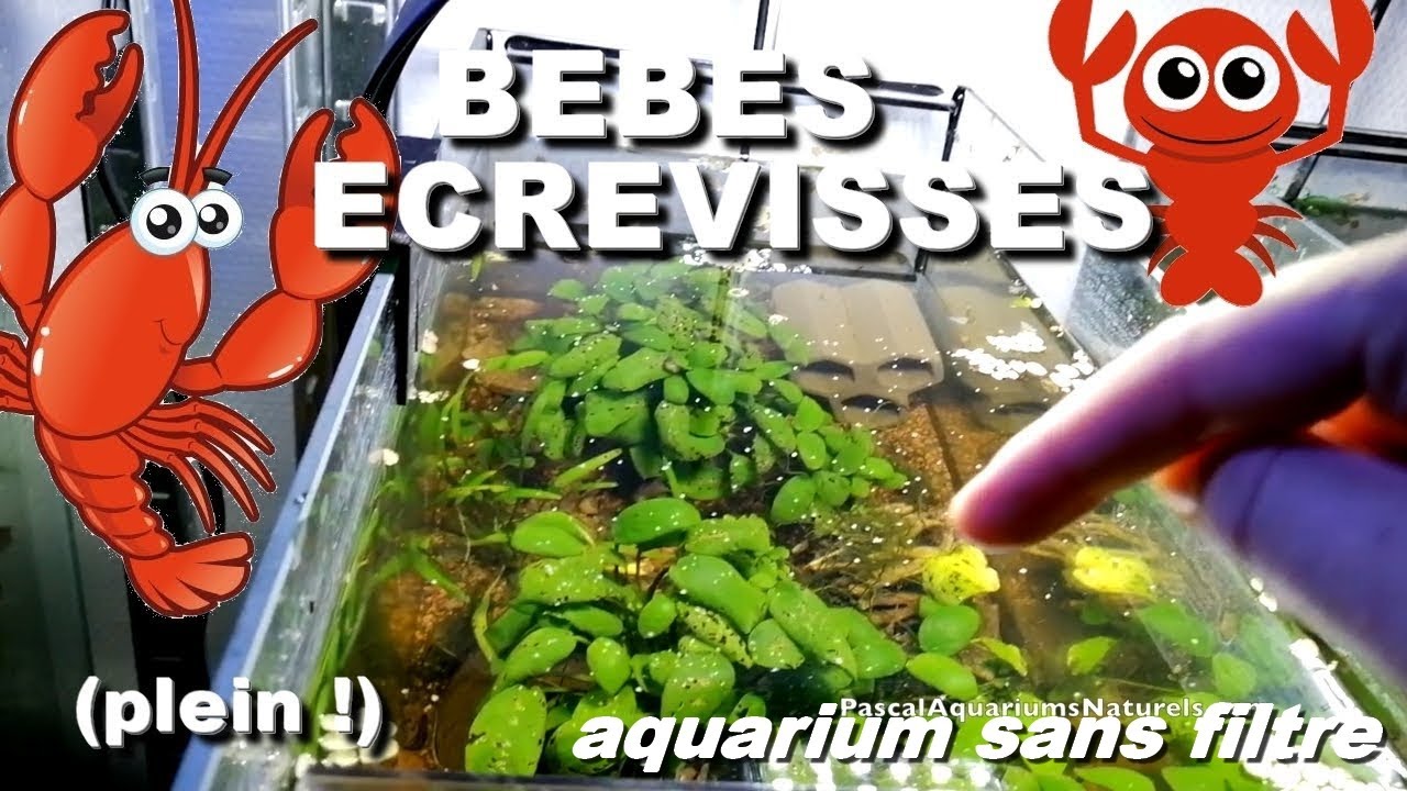 Tuto Reproduction crevisse Naine Eau Douce low Tech CAMBARELLUS tuto-reproduction-crevisse-naine-eau-douce-low-tech-cambarellus