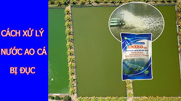 Nước ao nuôi cá bị đục: Nguyên nhân và cách xử lý nước ao cá bị ô nhiễm hiệu quả #sinhhocducbinh