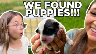 We Found Puppies!!!