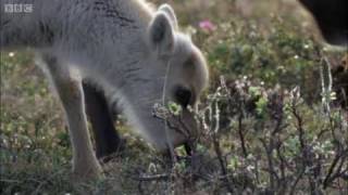 ⁣Wolves hunting Caribou | Planet Earth | BBC