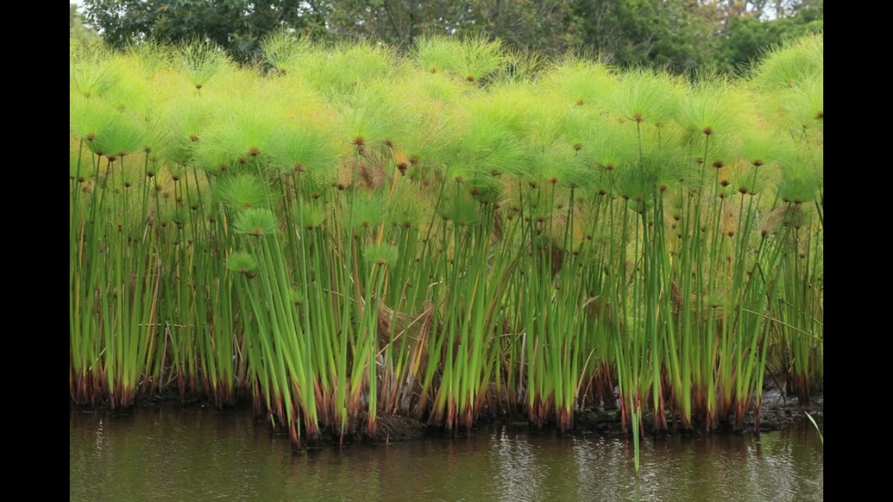 PAPYRUS ESSENTIAL OIL