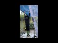 50+ Pull ups a different way (Iceboss2.0 routine)