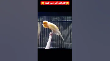 تغريدة ذكر كناري هائج جدا ينادي أنثى الكناري يريد كسر القفص من شدة هيجانه Singen Ganari Vogel 