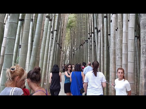 დენდროლოგიური პარკი  (Georgia) Dendrological Park  Дендрологический парк Грузии