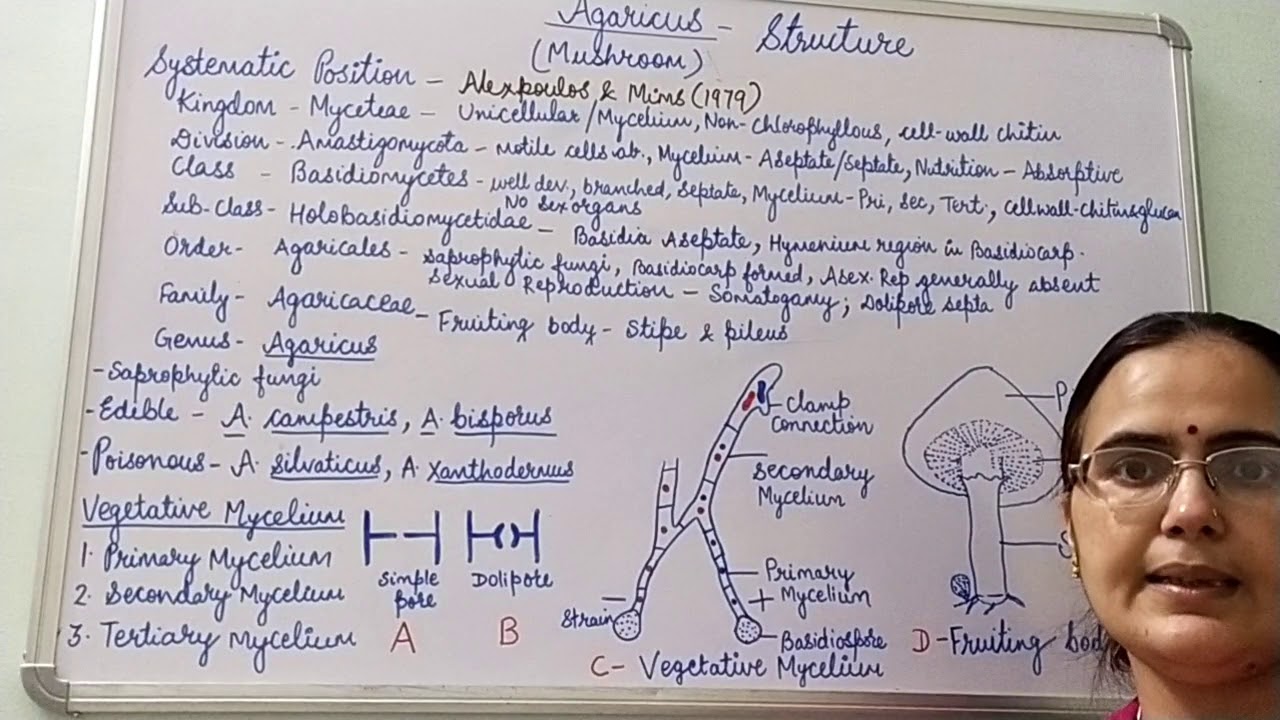 Agaricus- Structure, B.Sc. Part-I, Dr. Vinod Kumari.