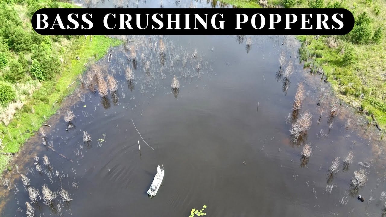 The BIG Bass only wanted these 2 Color poppers – Fly Fishing for Bass