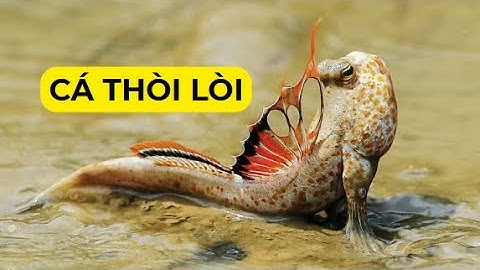 Cá Thòi Lòi – Loài Cá Kỳ Lạ BIẾT LEO CÂY và THỞ TRÊN CẠN | Thế giới động vật #thegioidongvat #kyla