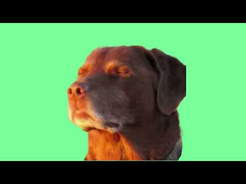 Cooked dog Meme - Greenscreen
