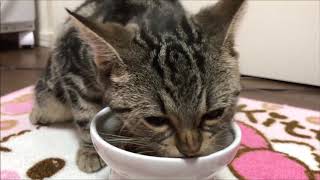 まぐろフレークをお腹いっぱい食べて盛大にゲップする子猫