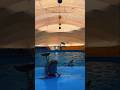 Dolphins Yoga Dance Trend #yoga #copacabana #dance #trend #tiktok #shorts #viralshorts #trending