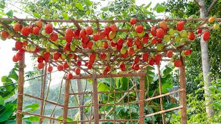 Full Video: 80 days of growing tomatoes and the secret to making them bear fruit by Terrace garden ideas 15,811 views 4 months ago 9 minutes, 4 seconds