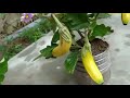 Jai t surpris par la faon de faire pousser des aubergines avec de la banane 