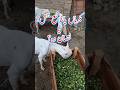 Goat Farming is profitable or loss? #goatfarming #goatprofit #goatpalan