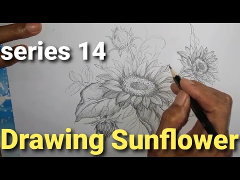 Video: Ngengat Bunga Matahari Yang Mengganggu