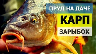 Зарыбок карпа в свой пруд на даче! Копанка-пруд своими руками