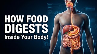 How Does the Human Digestive System Work | Complete Journey of Food Inside Your Body