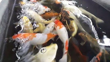 Uống Cà Phê Và Ngắm Cá KOI Tuyệt Đẹp