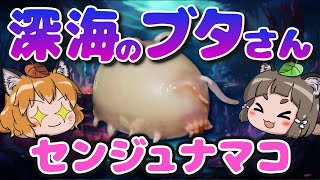 【謎生物】深海を歩くブタセンジュナマコ【へんないきもの#110】