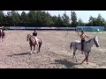 Управление лошадью без седла и уздечки "Показательное выступление Школы имени генерала Бакланова"