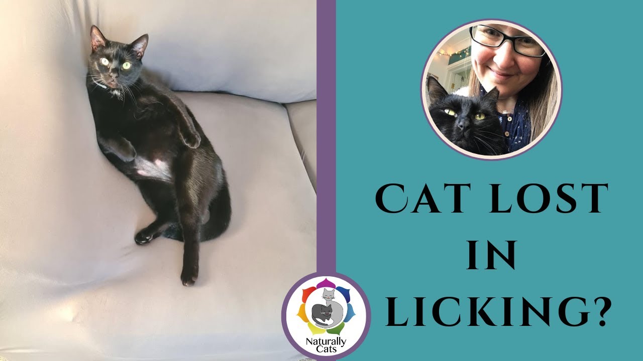 How can I stop my cat overgrooming? YouTube