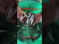 Pungous fish seed Naihati Rajendrapur fish market new video 2026 #naihati #fishmarket