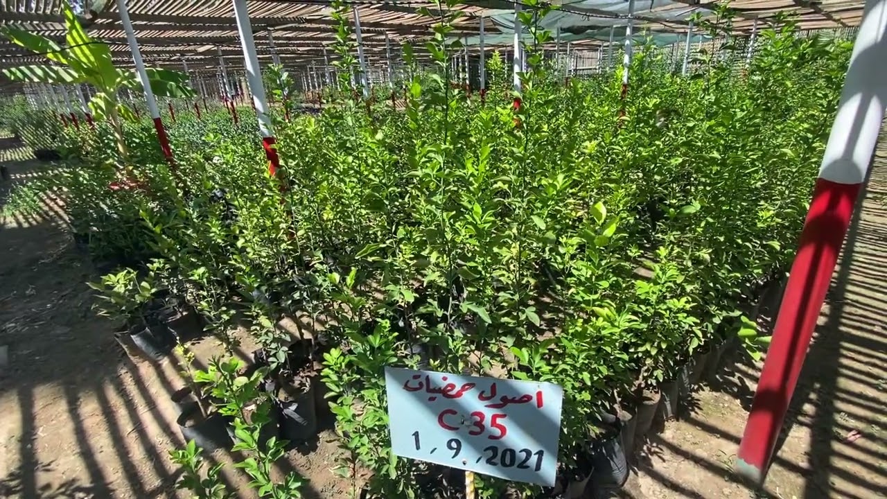 أصول الحمضيات /٥- C35