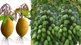 Best videos : Growing Mango with techniques Create root New 100% Success