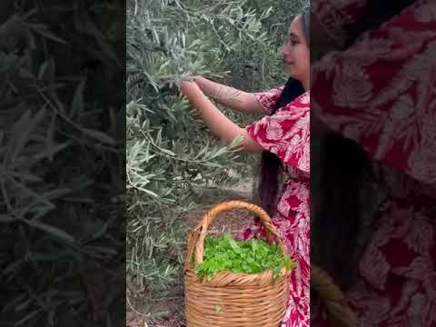 فيروز كنغر شجر الزيتون