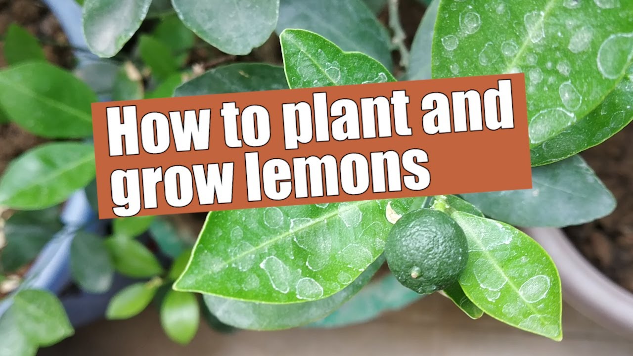 How to plant and grow lemons - YouTube