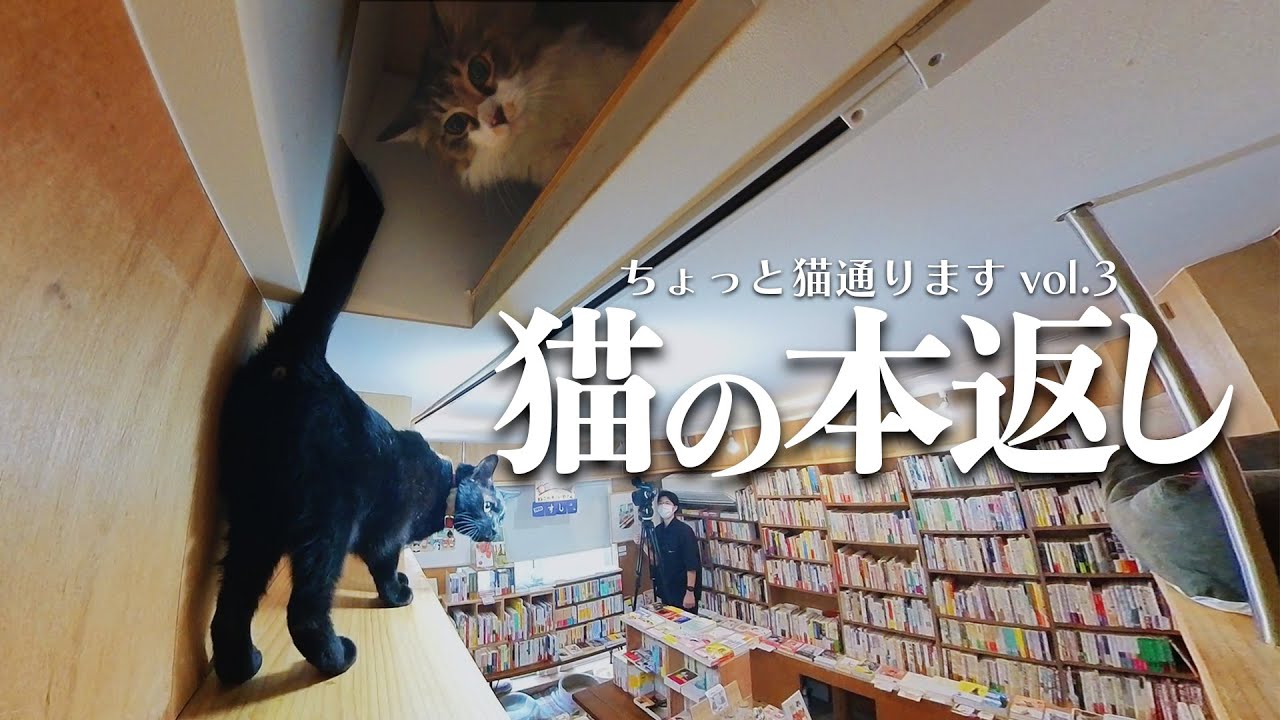 『ちょっと、猫とおります』Vol.3「Cat’s Meow Books」