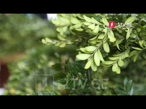 ბზის მოჭრაზე კონტროლი გამკაცრდა