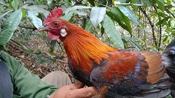 bẫy gà rừng mới nhất ngày 19/2/2022 bổi tơ sung mái