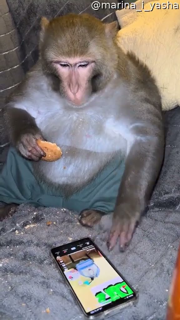 Monkey Scrolls Through TikTok || ViralHog