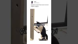 Bu Kedi Gerçek Boksör Kapıyı Yumrukladı