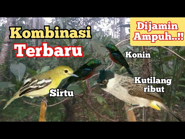 Suara Pikat Kutilang ribut Kombinasi Konin Dan Sirtu class=