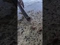 Land Crabs Trapped in Bamboo 🦀😲